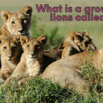 The Collective Noun for a Group of Lions