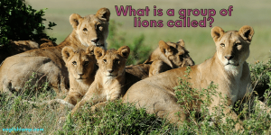 What Is a Group of Lions called? | Collective Noun for Lions