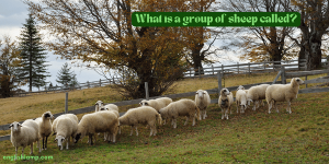 Collective noun for a group of sheep