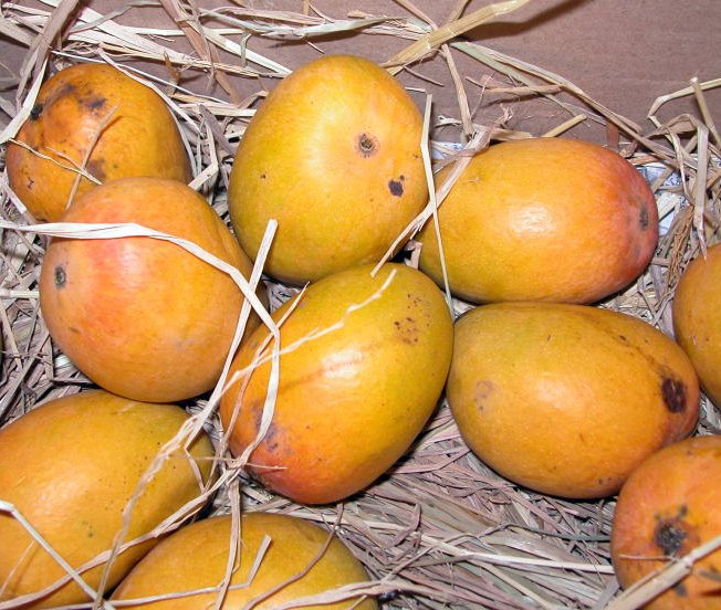 Photograph of Alphonso