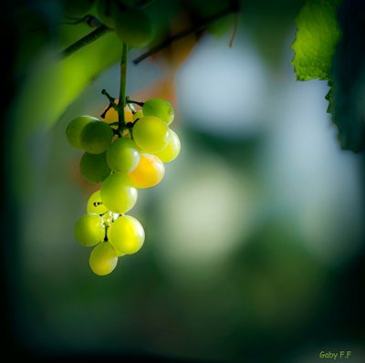 Photo of Grapes