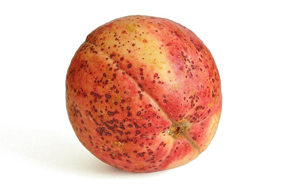 Photo of Guava