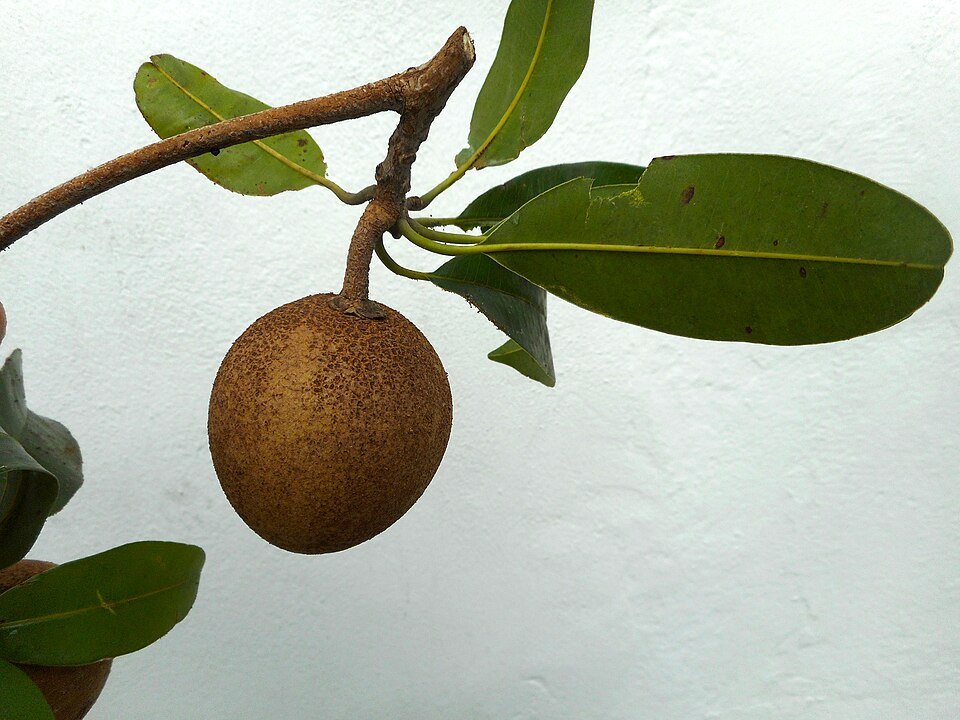 Photo of Sapodilla
