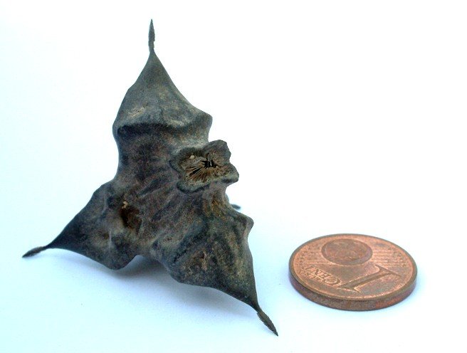 Photo of Water-chestnut