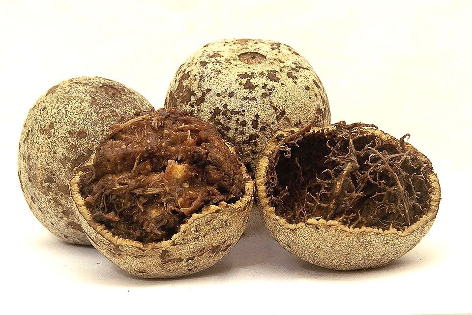 Photo of Wood apple